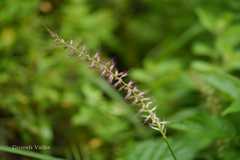 Pennisetum orientale